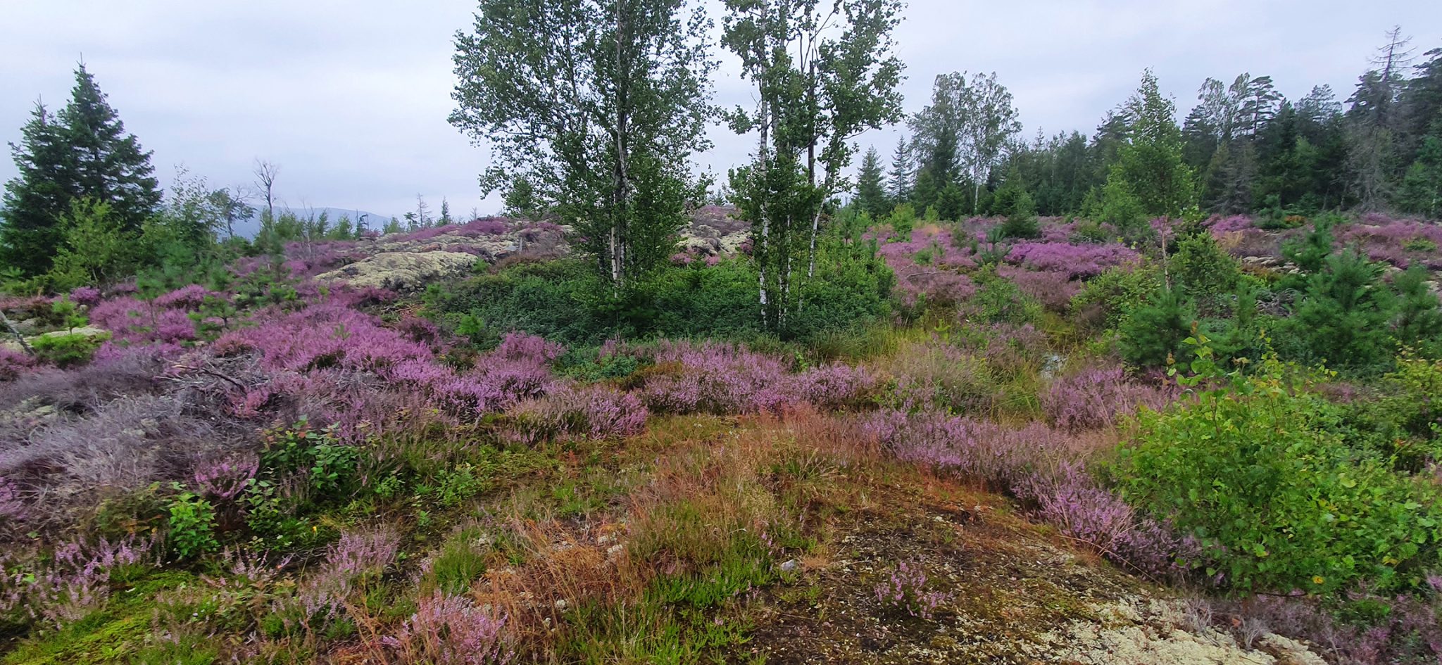 Skog